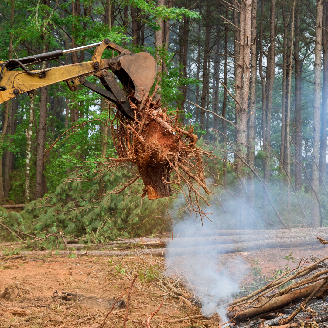 Tree Stump Removal Near Me Dirt Logic Dirt Logic